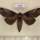 73803p Notodontiidae Mesophalera bruno Vietnam $12