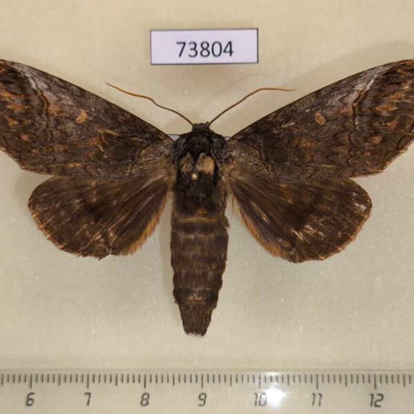Notodontiidae Mesophalera bruno Vietnam