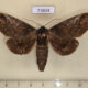 73804p Notodontiidae Mesophalera bruno Vietnam $12