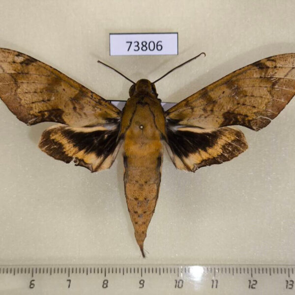 Sphingidae Cechenena aegrota Vietnam