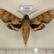 73806p Sphingidae Cechenena aegrota Vietnam $8