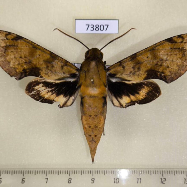 Sphingidae Cechenena aegrota Vietnam