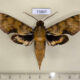 73807p Sphingidae Cechenena aegrota Vietnam $8