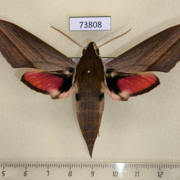 Sphingidae Theretra alecto Vietnam