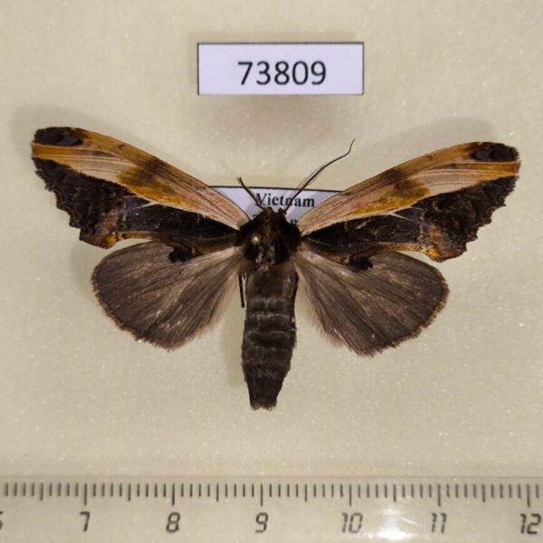 Notodontiidae Allata laticostalis f Vietnam
