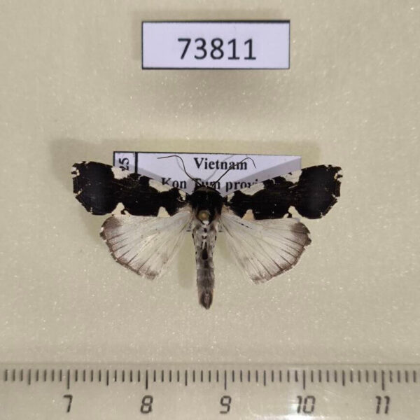 Noctuidae Goenycta niveiguttata Vietnam