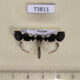 73811p Noctuidae Goenycta niveiguttata Vietnam $15