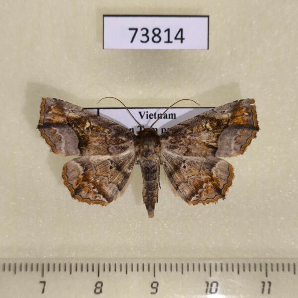 Noctuidae Pangrapta chilana Vietnam