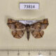 73814p Noctuidae Pangrapta chilana Vietnam $12