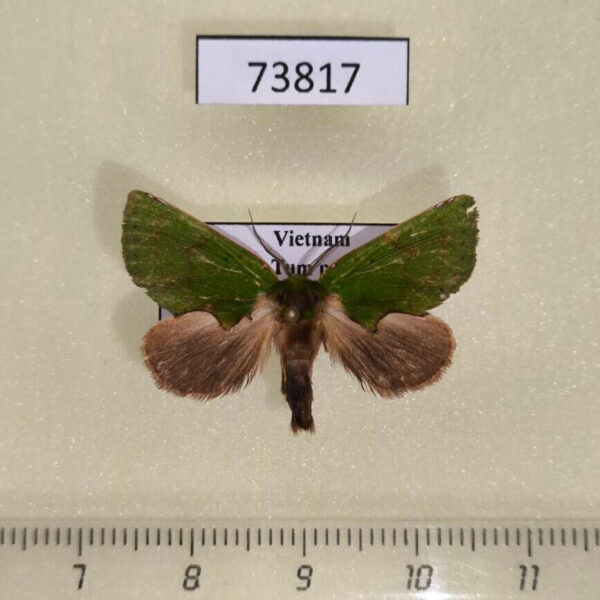 Notodontiidae Paracyphanta kurokoi Vietnam