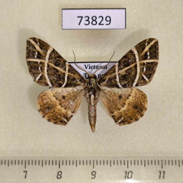 Geometridae Arichanna transfasciata Vietnam