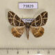 73829p Geometridae Arichanna transfasciata Vietnam $7