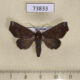 73833p Noctuidae Savara pallidapex Vietnam $9
