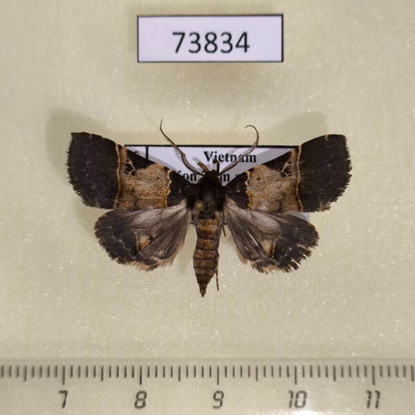 Noctuidae sp. Vietnam