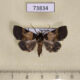 73834p Noctuidae sp. Vietnam $10