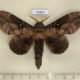 73837p Lasiocampidae Lebeda nobilis sumatrana Vietnam $20