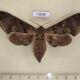 73838p Sphingidae Daphnusa ocellaris f Vietnam $30
