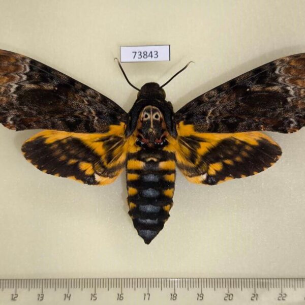 Sphingidae Acherontia lachesis f Vietnam