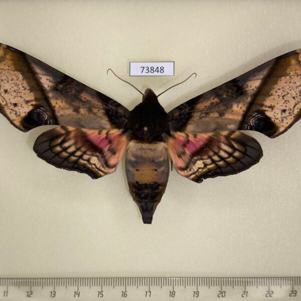 Sphingidae Amplypterus panopus f Vietnam