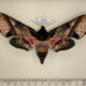 73848p Sphingidae Amplypterus panopus f Vietnam $30