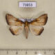 73853p Noctuidae Hepsidera lignea Vietnam $10