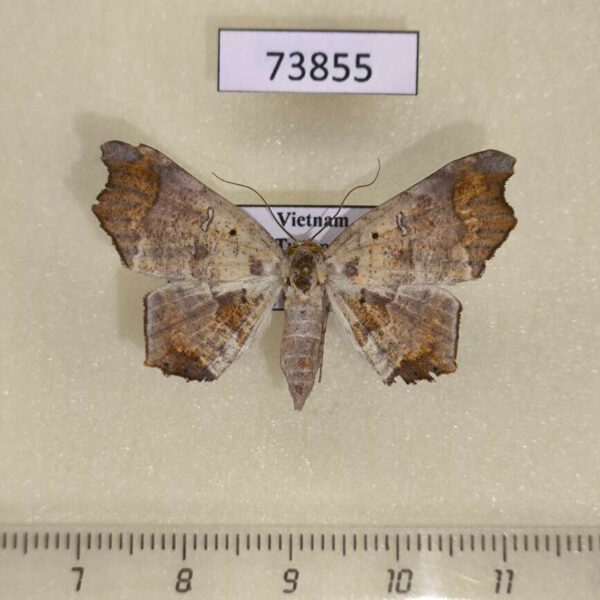 Noctuidae Semiothisops macariata f Vietnam