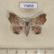 73855p Noctuidae Semiothisops macariata f Vietnam $7