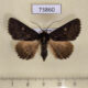 73860p Noctuidae Hypersypnoides submarginata Vietnam $7