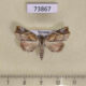 73867p Noctuidae Olulis shigakii Vietnam $20