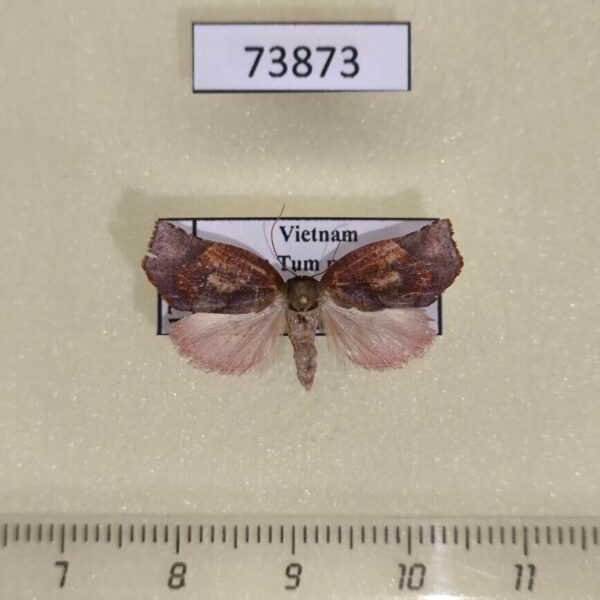 Noctuidae Tortriciforma razowskii Vietnam