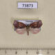 73873p Noctuidae Tortriciforma razowskii Vietnam $7