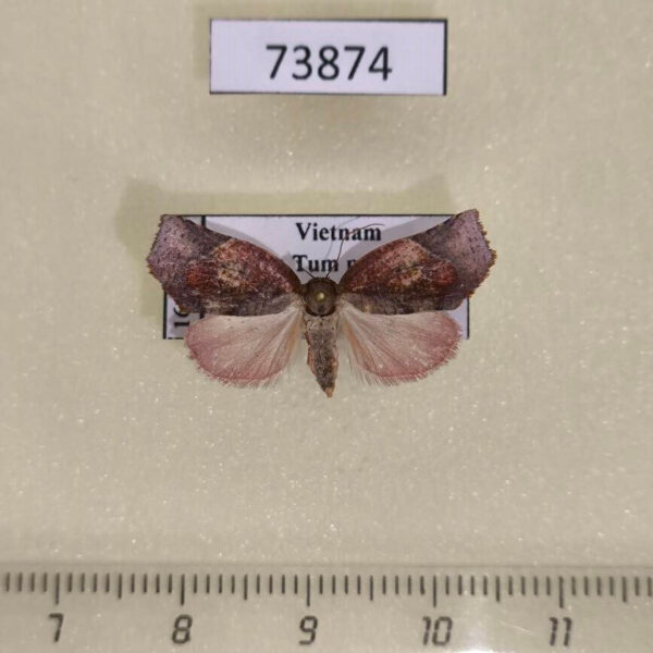 Noctuidae Tortriciforma razowskii Vietnam