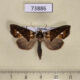 73886p Noctuidae Plusiodonta ramlii Vietnam $12