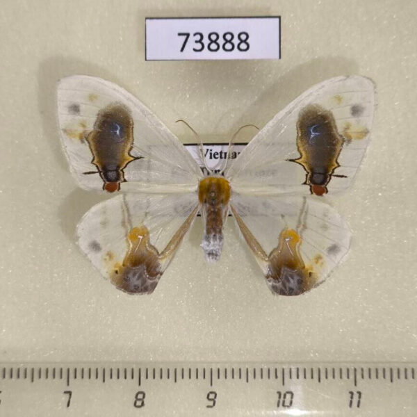 Drepanidae Macrocilix maia Vietnam