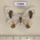 73888p Drepanidae Macrocilix maia Vietnam $25