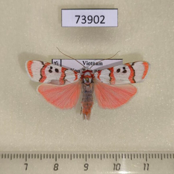 Arctiidae Cyana bianca Vietnam
