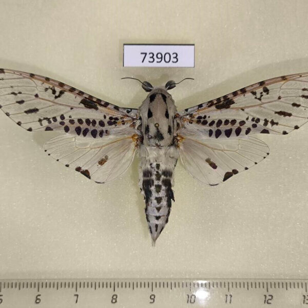 Cossidae Zeuzera indica Vietnam