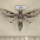 73903p Cossidae Zeuzera indica Vietnam $20