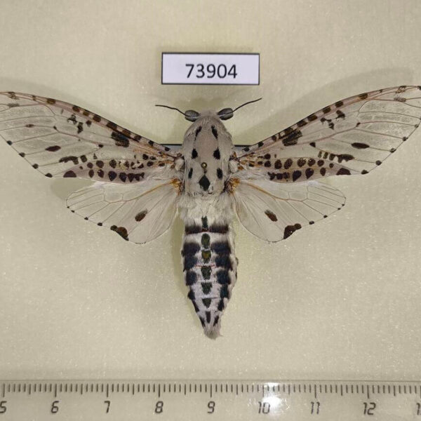 Cossidae Zeuzera indica Vietnam