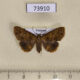 73910p Noctuidae sp. Vietnam $7