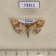 73911p Crambidae sp. Vietnam $6