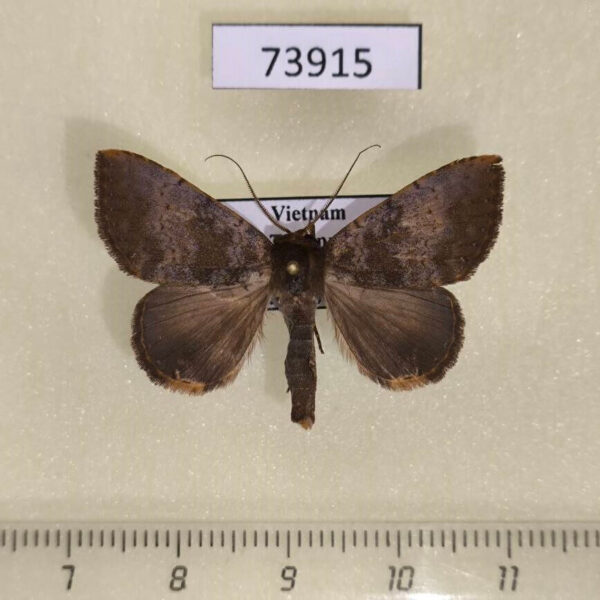 Noctuidae Scedopla umbrosa Vietnam