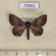 73915p Noctuidae Scedopla umbrosa Vietnam $8