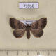 73916p Noctuidae Scedopla umbrosa f Vietnam $9