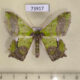 73917p Geometridae Agathia codina Vietnam $10