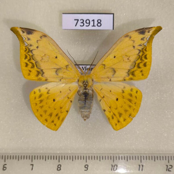 Drepanidae Tridrepana flava f Vietnam