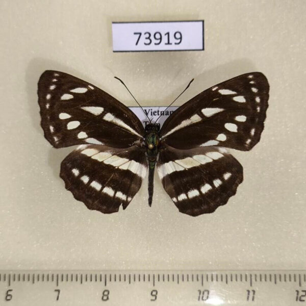 Nymphalidae Neptis sappho astola Vietnam
