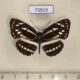 73919p Nymphalidae Neptis sappho astola Vietnam $6