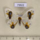 73922p Drepanidae Macrocilix maia Vietnam $25
