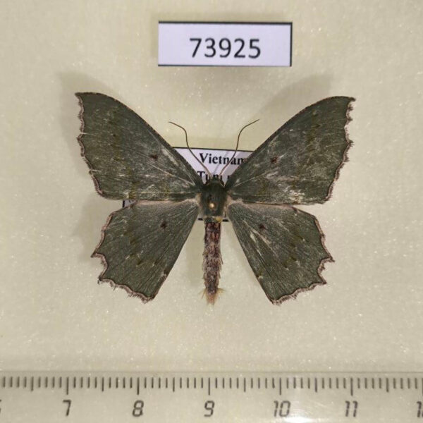 Geometridae Episothalma robustaria Vietnam